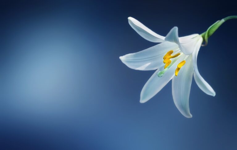 flower, lily, lilium candidum-729514.jpg