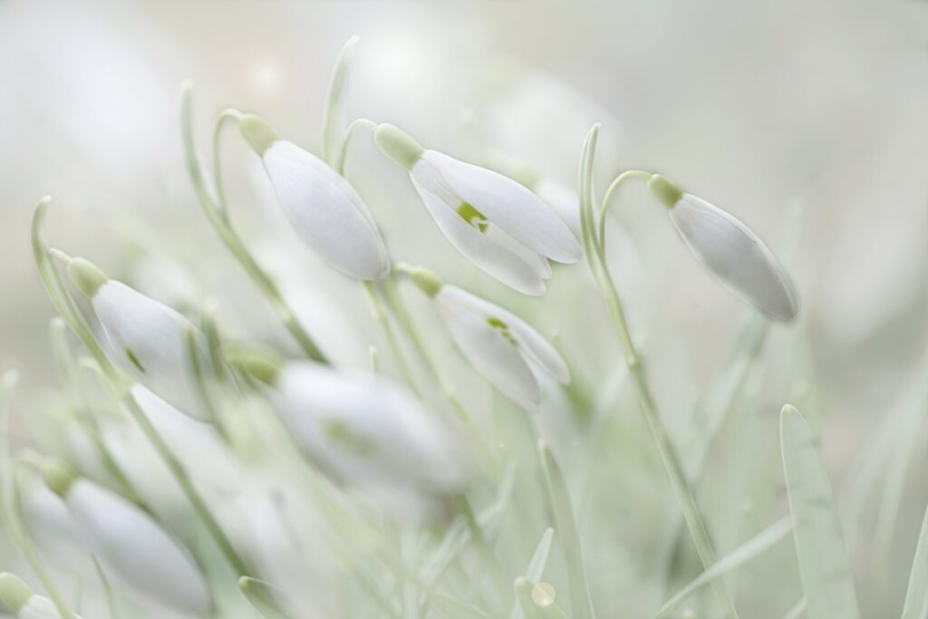 flower, snowdrop, spring-4875870.jpg